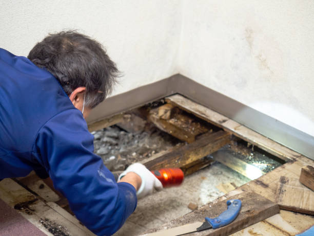 Best Same-Day Mold Removal  in North York, PA