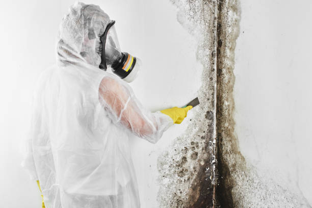 Best Toxic Mold Removal  in North York, PA