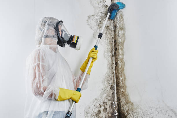 Best Professional Mold Removal  in North York, PA