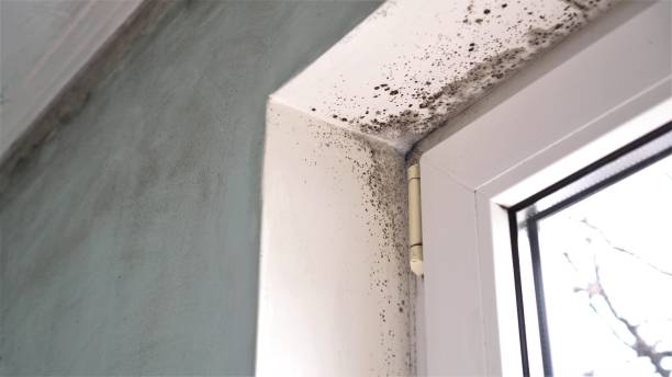 Best Fast Mold Removal  in North York, PA