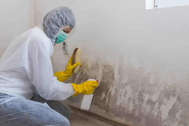 Best Emergency Mold Removal  in North York, PA