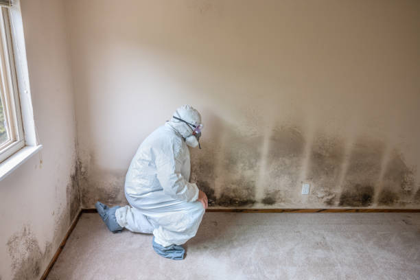 Best Residential Mold Removal  in North York, PA