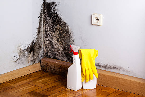 Best Attic Mold Removal  in North York, PA