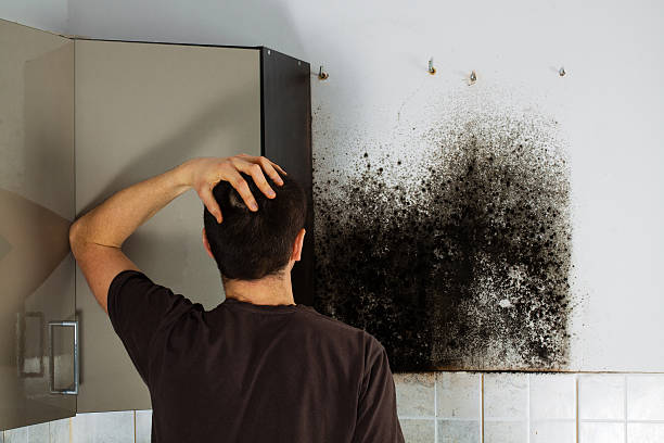 North York, PA Mold Removal Company