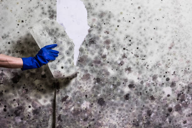 Best Local Mold Removal Service  in North York, PA