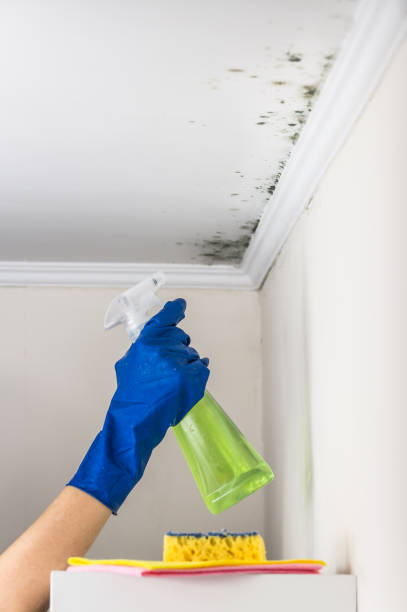 Best Residential Mold Removal  in North York, PA