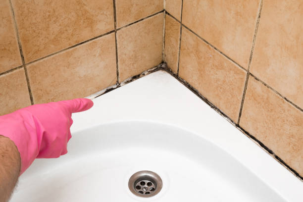 Best Affordable Mold Removal  in North York, PA
