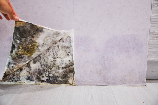 Office Mold Removal Services in North York, PA